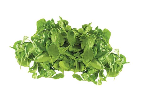Baby Leaf Spinach