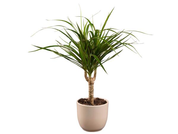 Green Plants