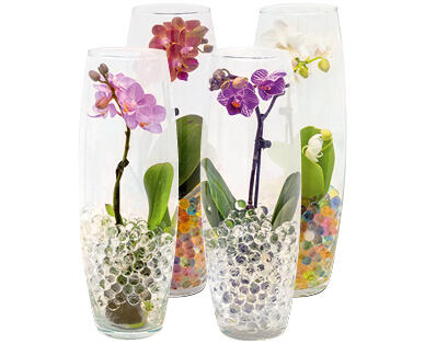 MINI ORCHIDEA