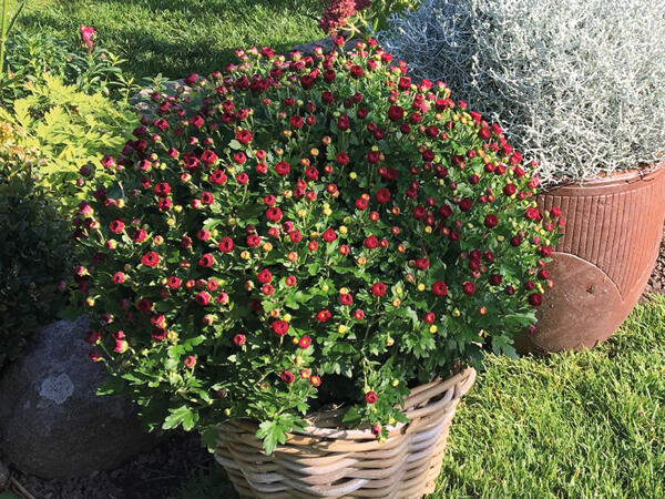 Frilands chrysanthemum