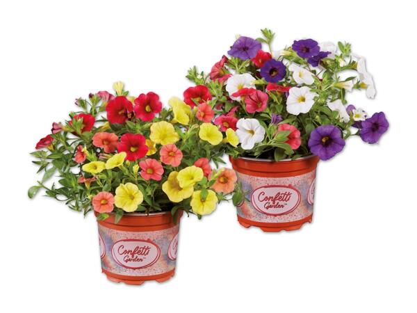 Calibrachoa Mix