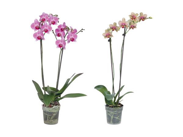 Phalaenopsis 2 tiges