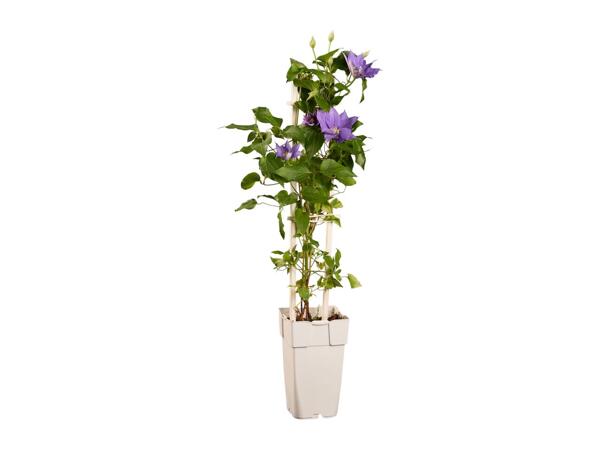 Climbers & Clematis