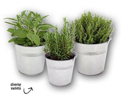 Erbe aromatiche italiane
