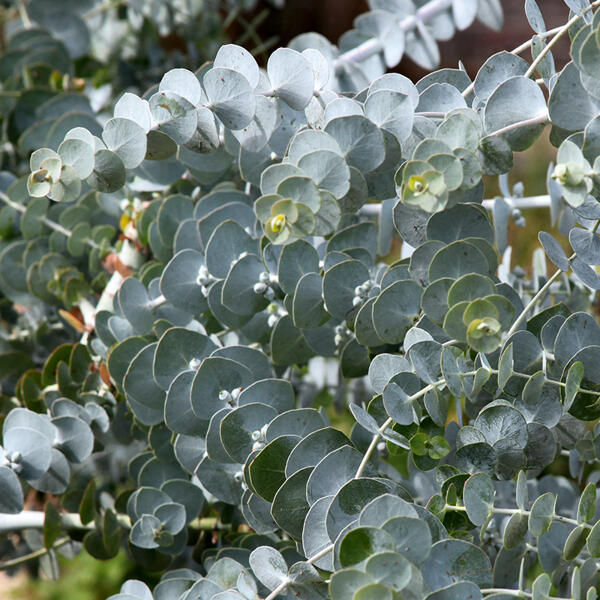 Echter Eukalyptus
