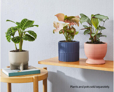 Small Ceramic Pot