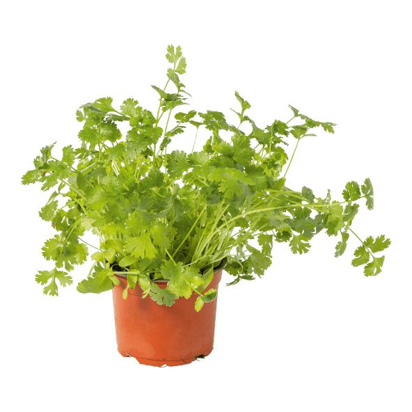 Plante aromatique bio