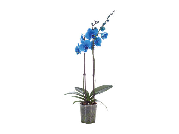 Phalaenopsis