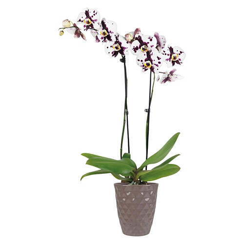5" Orchid Plant - Assorted Color