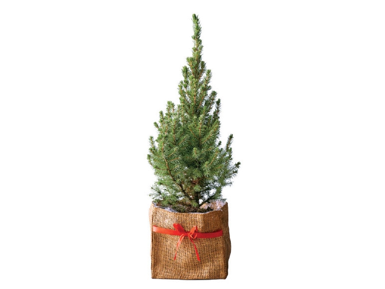 Potted Christmas Tree