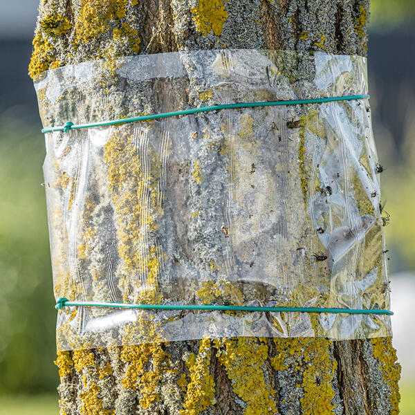 Baum-Leimring