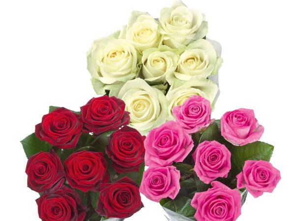 Bunch of Roses XXL