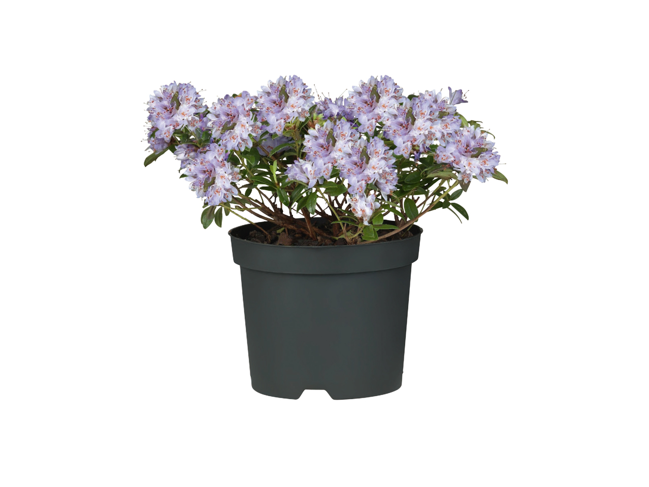 Rododendronmix