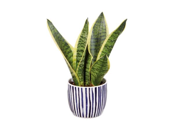Indoor Plant in Blue Ceramic Pot