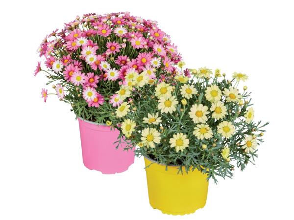 Daisies