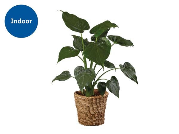 Large Houseplants in Woven Pot