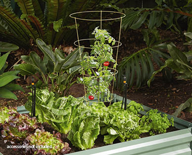 Tomato Cage