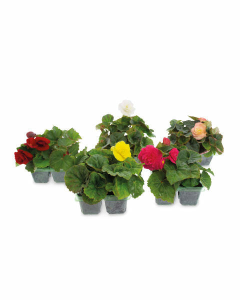 Begonia Non-Stop 4 Pack