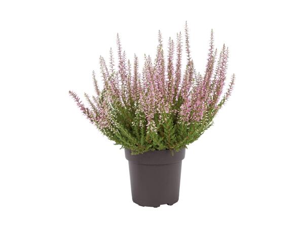 Bruyère (Calluna vulgaris)