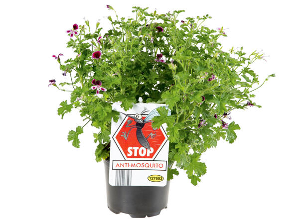 Anti-Mücken Duftgeranie