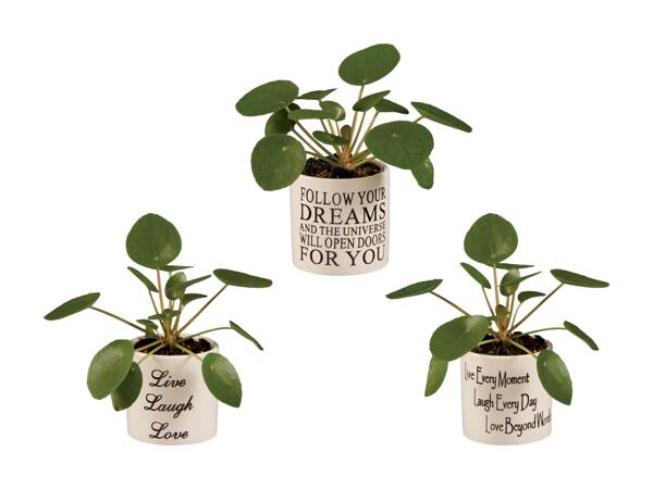Pilea mini dans un pot en céramique