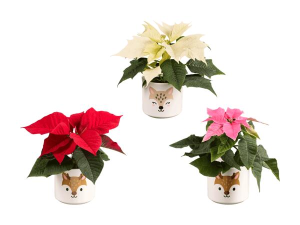 Mini poinsettia dans un pot en céramique à motif