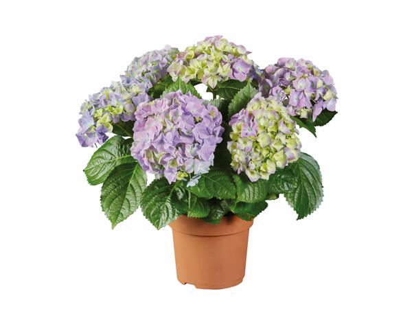 Hydrangea
