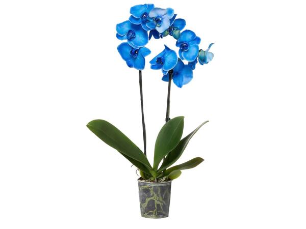 Phalaenopsis