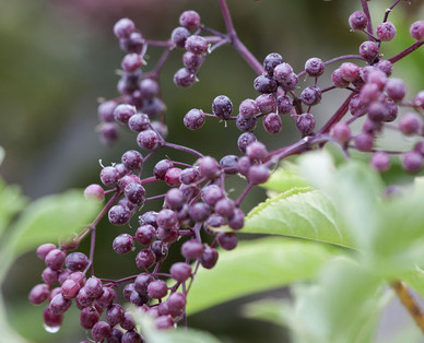 Beeren-Rarität