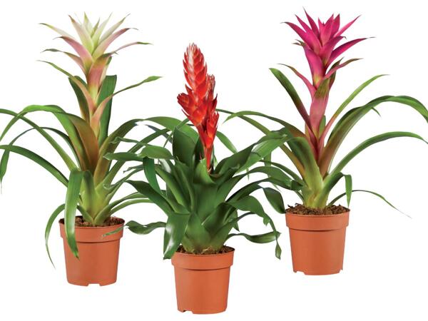 Vriesea or guzmania