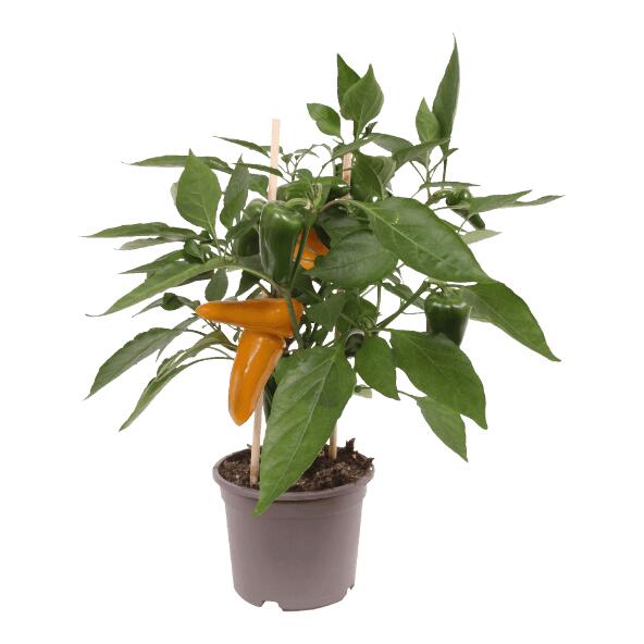 Plante potagère