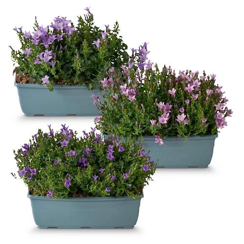 Glockenblumen Kasten*