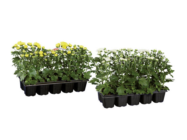 Krysantemum "Garden Mum"