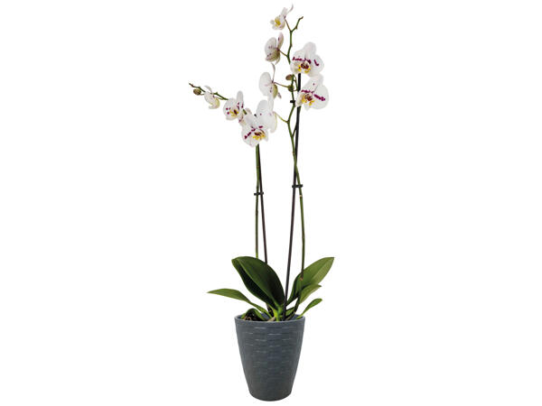 Orchidee in Keramik