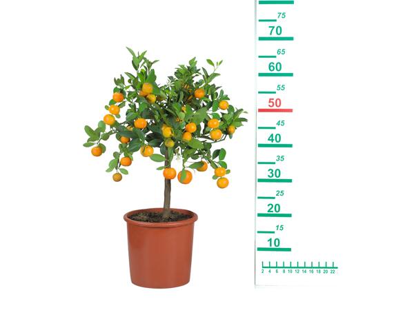 Large Citrus Tree