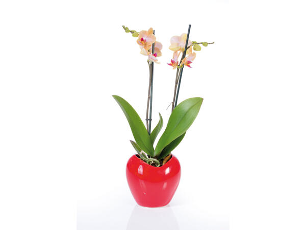 Phalaenopsis dans un pot en céramique