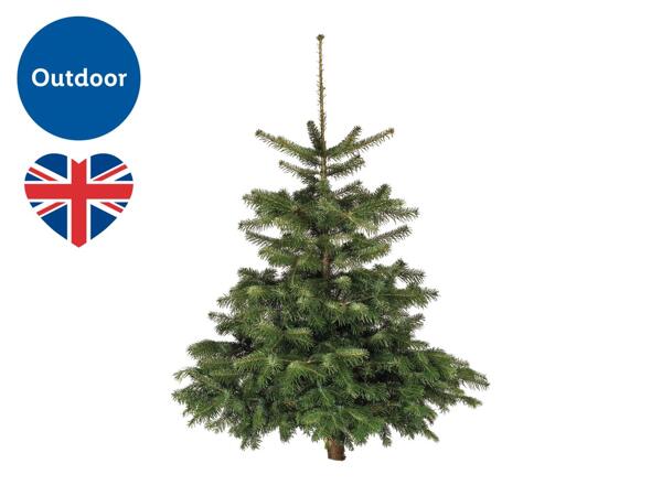 Medium Christmas Tree