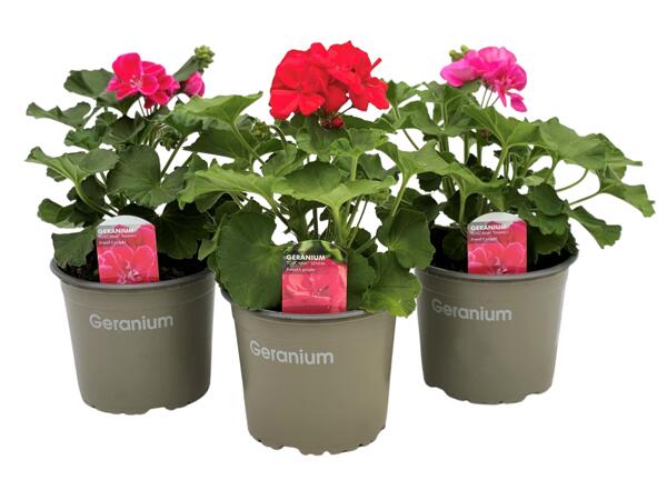 Zonal Geranium
