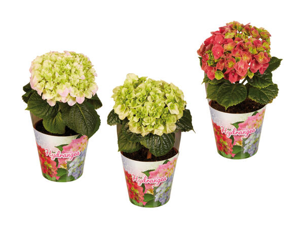 Hortensia "Single" avec cache-pot