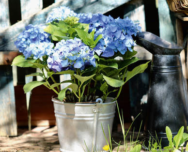 Hortensie