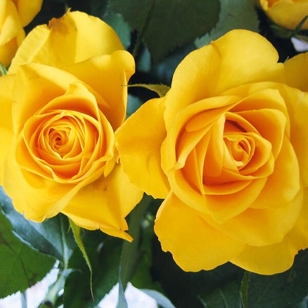 Topfrose