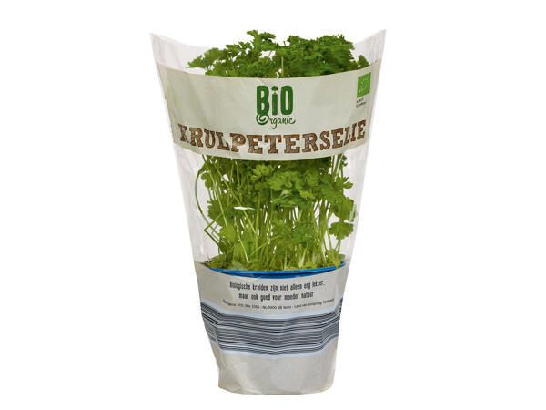 Bio-Petersilie im Topf