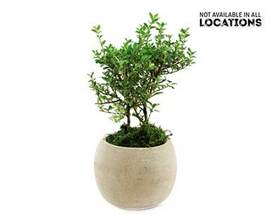 5" Exotic Plant Assorted Varieties