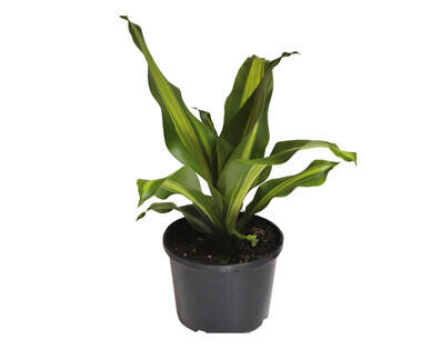 Assorted Indoor Plants