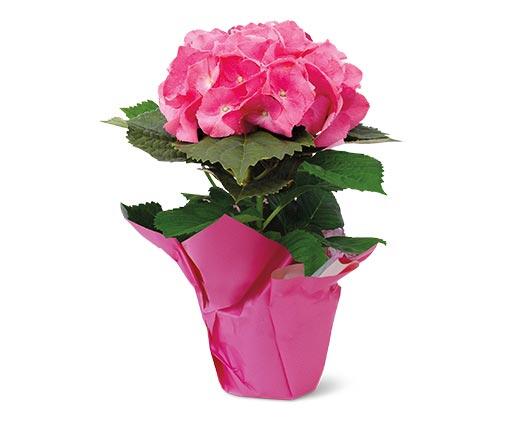6" Azalea or Hydrangea Assorted Colors