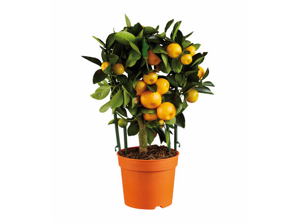Citrus Plants