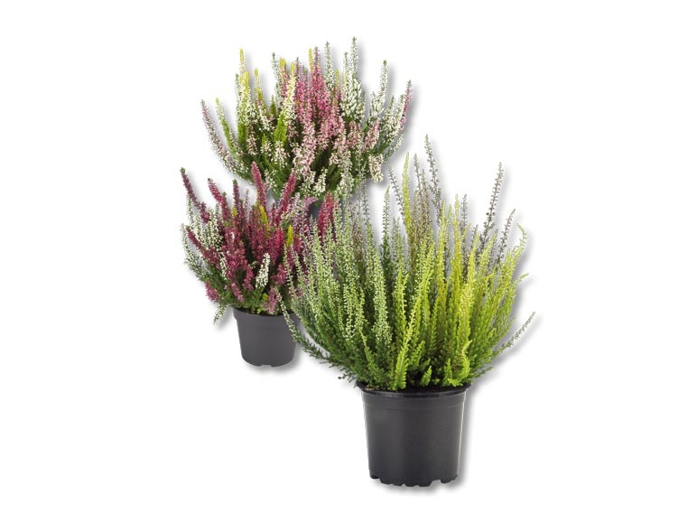 Calluna vulgaris (dés 24.9.)
