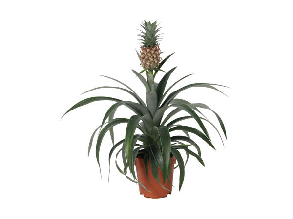 Bromelia pink miks