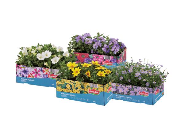 Sommarblommor