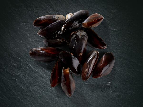 Moules MSC